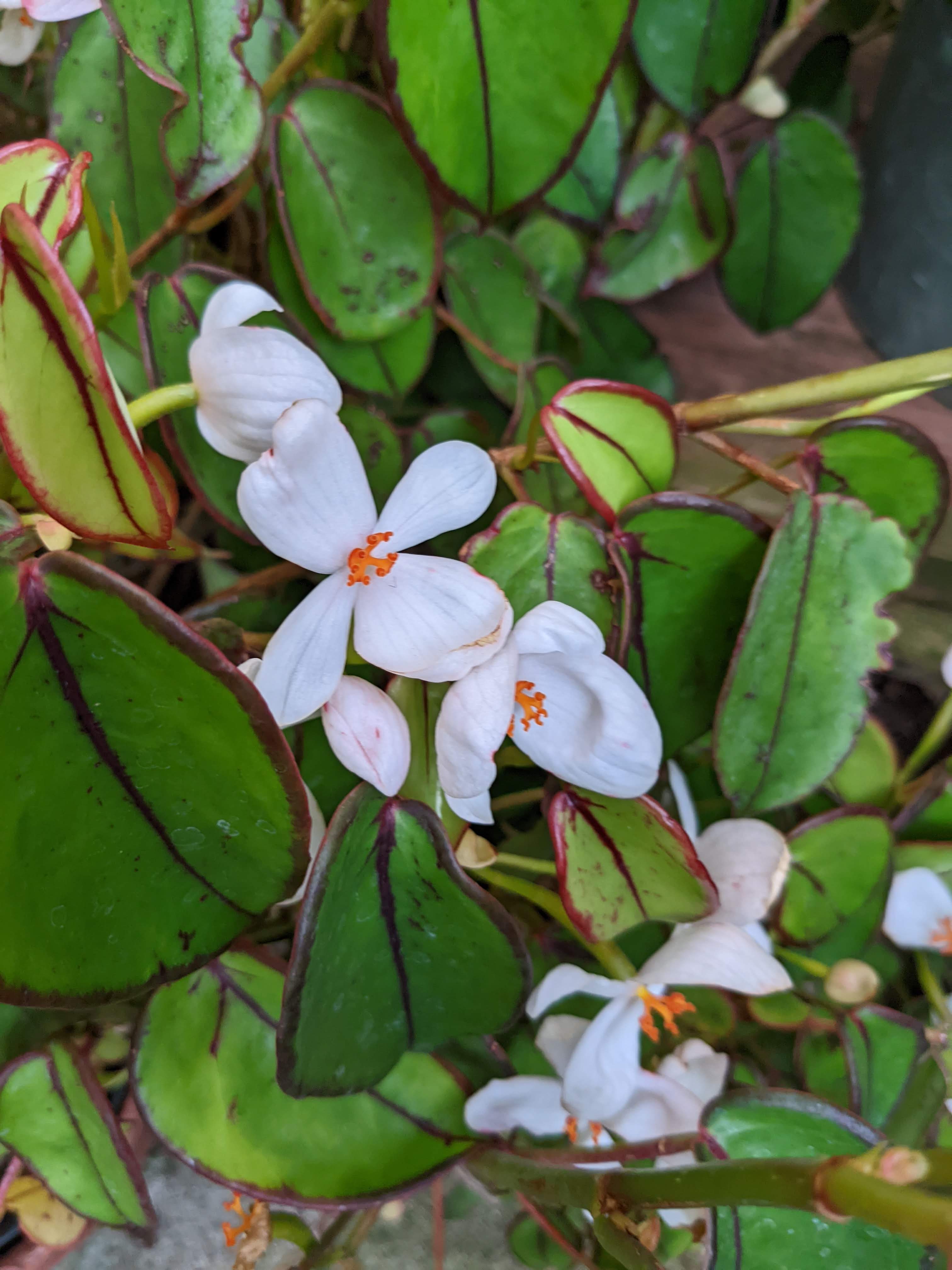 B. subalpestris